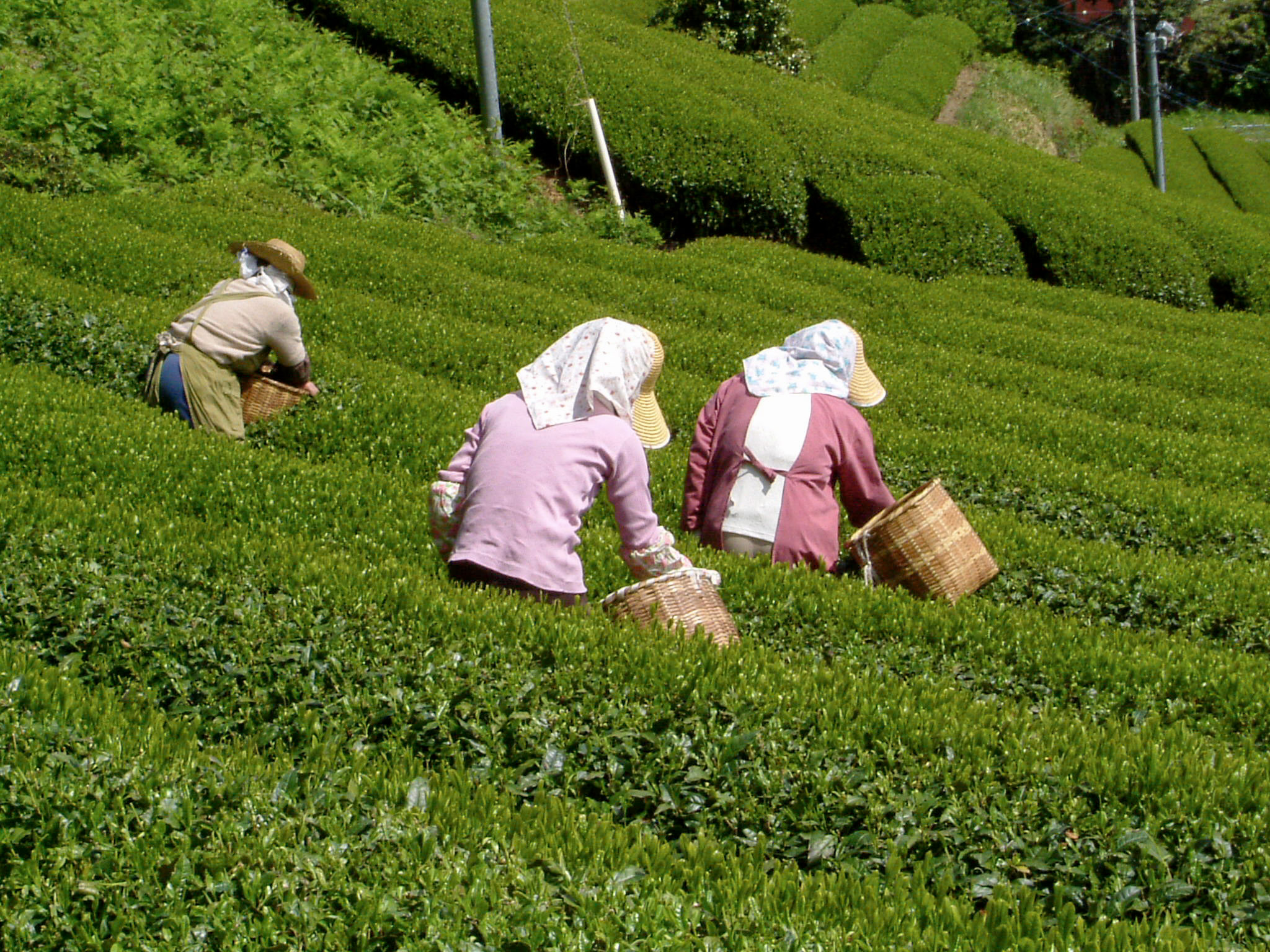Green%20Tea%20Farmers